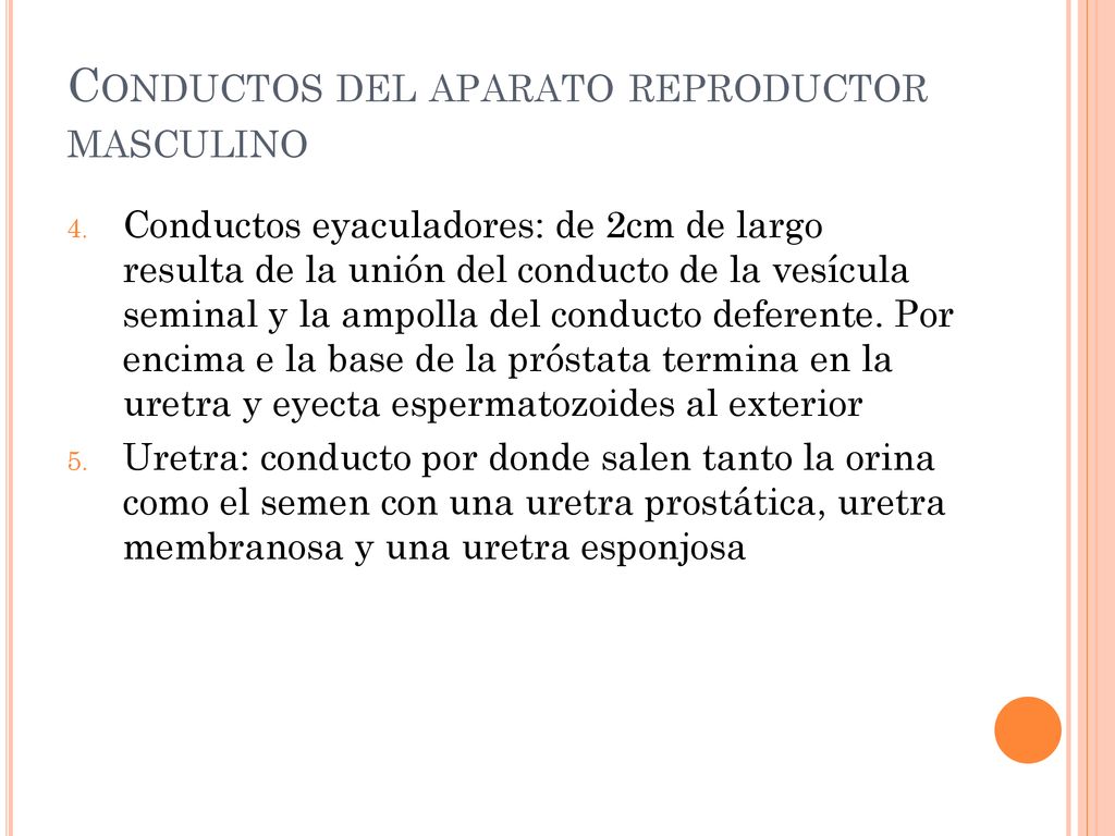 Conductos del aparato reproductor masculino