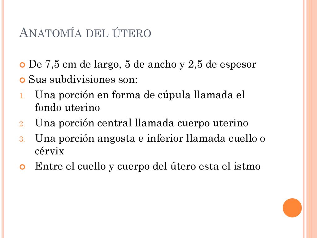 Anatomía del útero De 7,5 cm de largo, 5 de ancho y 2,5 de espesor