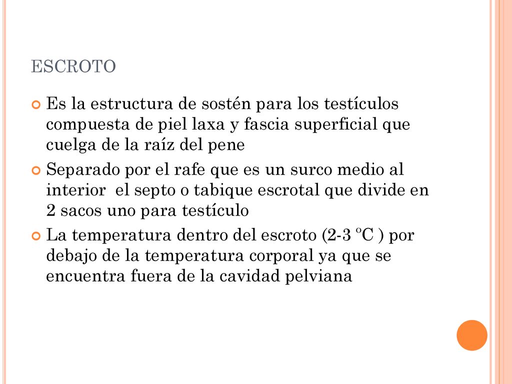 escroto Es la estructura de sostén para los testículos compuesta de piel laxa y fascia superficial que cuelga de la raíz del pene.