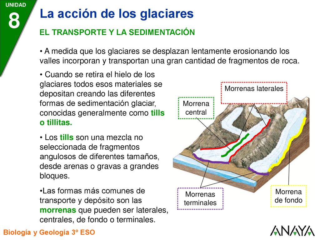 8 La acción de los glaciares EL TRANSPORTE Y LA SEDIMENTACIÓN