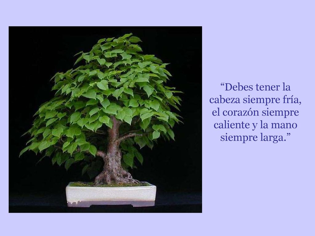 Debes tener la cabeza siempre fría, el corazón siempre caliente y la mano siempre larga.