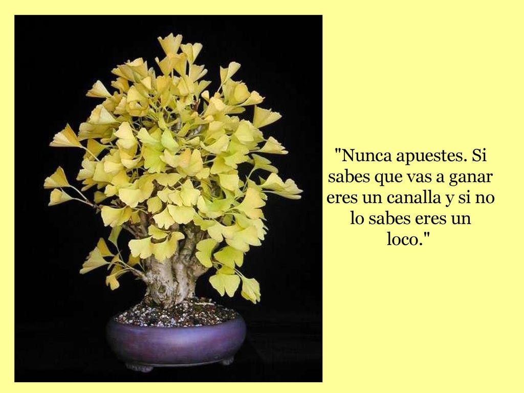 Nunca apuestes. Si sabes que vas a ganar eres un canalla y si no lo sabes eres un loco.