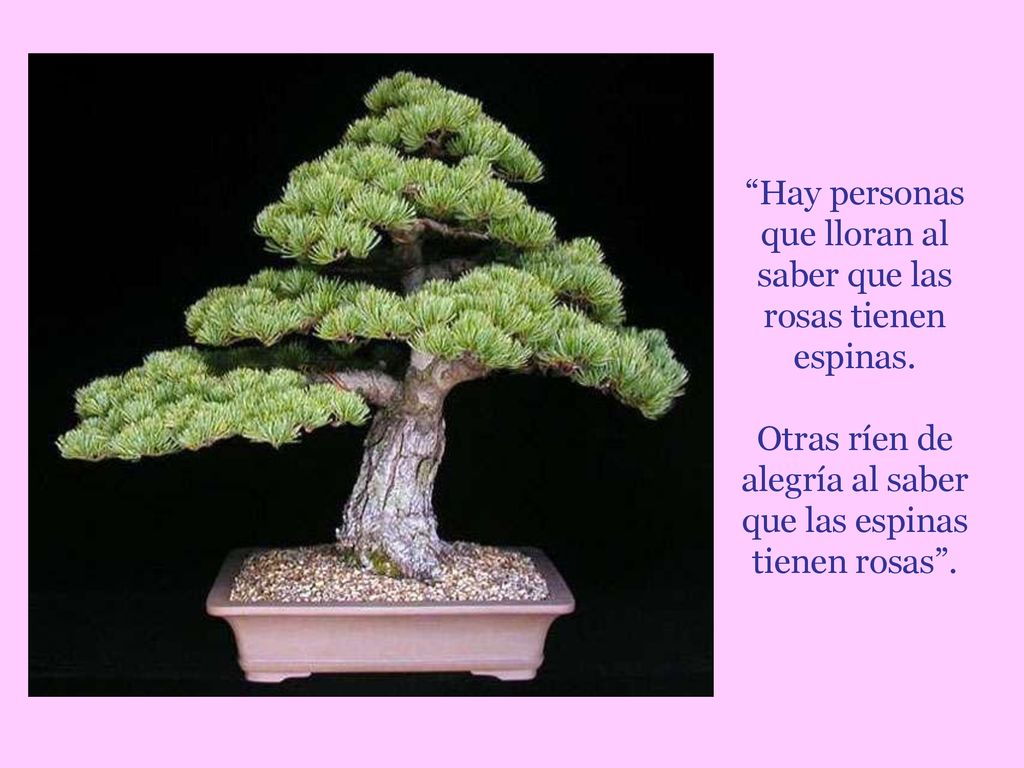 Hay personas que lloran al saber que las rosas tienen espinas