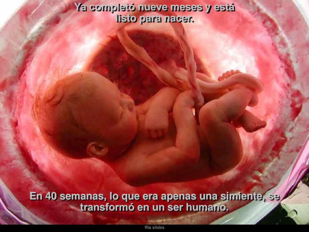 Ya completó nueve meses y está listo para nacer.