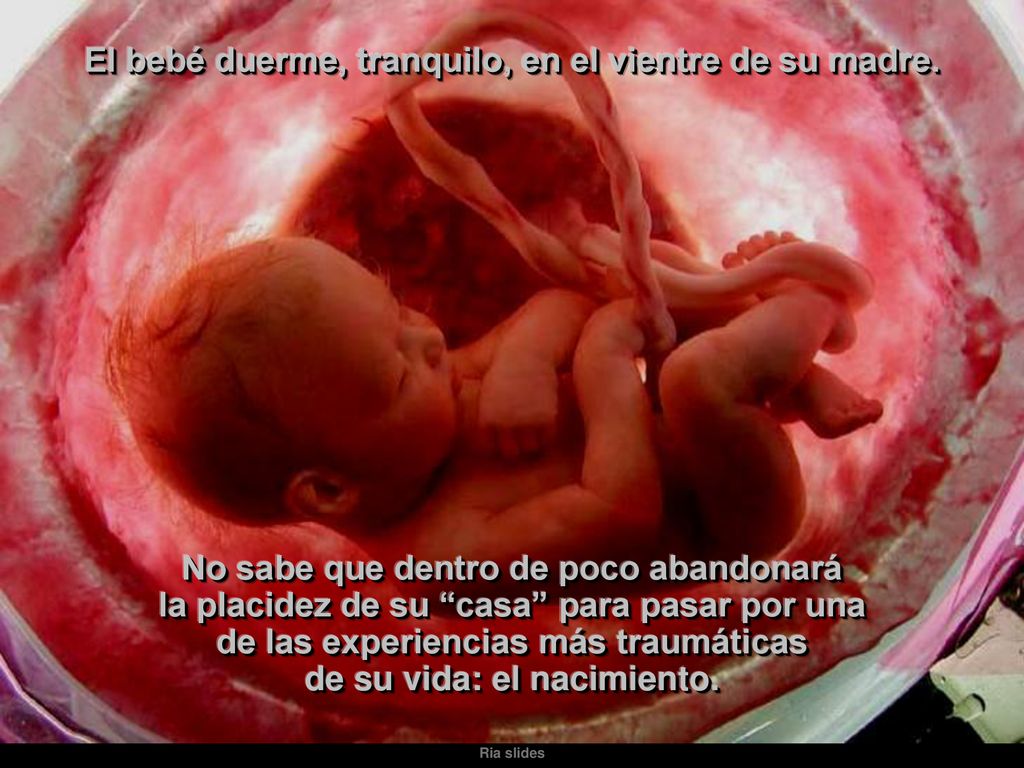 El bebé duerme, tranquilo, en el vientre de su madre.