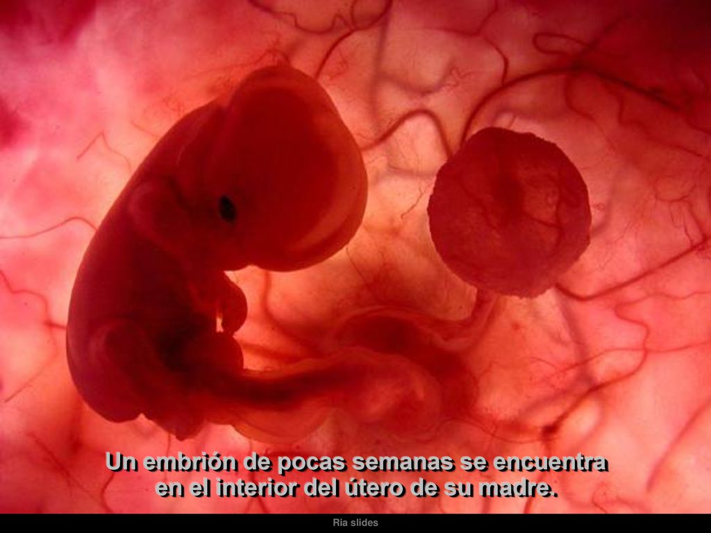 Un embrión de pocas semanas se encuentra en el interior del útero de su madre.