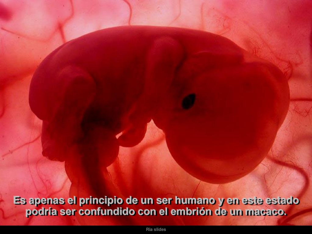 Es apenas el principio de un ser humano y en este estado podría ser confundido con el embrión de un macaco.