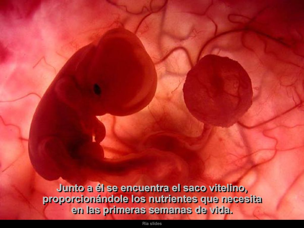 Junto a él se encuentra el saco vitelino, proporcionándole los nutrientes que necesita en las primeras semanas de vida.