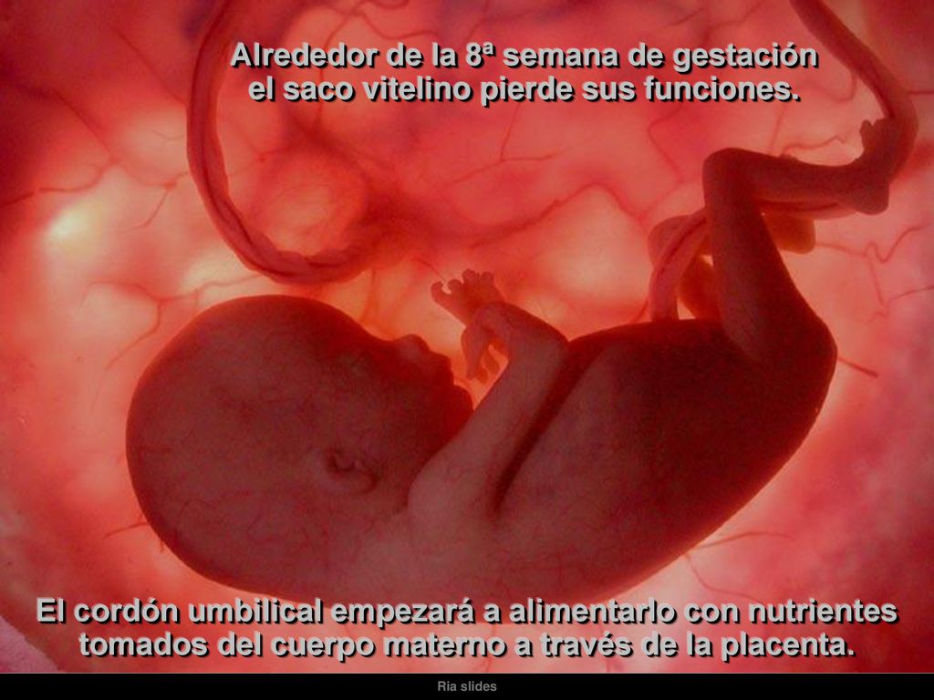 Alrededor de la 8ª semana de gestación el saco vitelino pierde sus funciones.