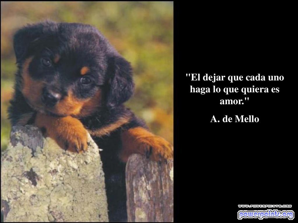El dejar que cada uno haga lo que quiera es amor.
