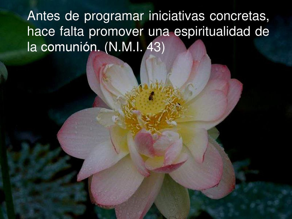 Antes de programar iniciativas concretas, hace falta promover una espiritualidad de la comunión.