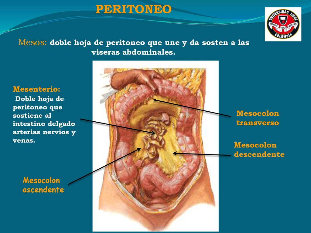 PERITONEO Mesos: doble hoja de peritoneo que une y da sosten a las viseras abdominales. Mesenterio: