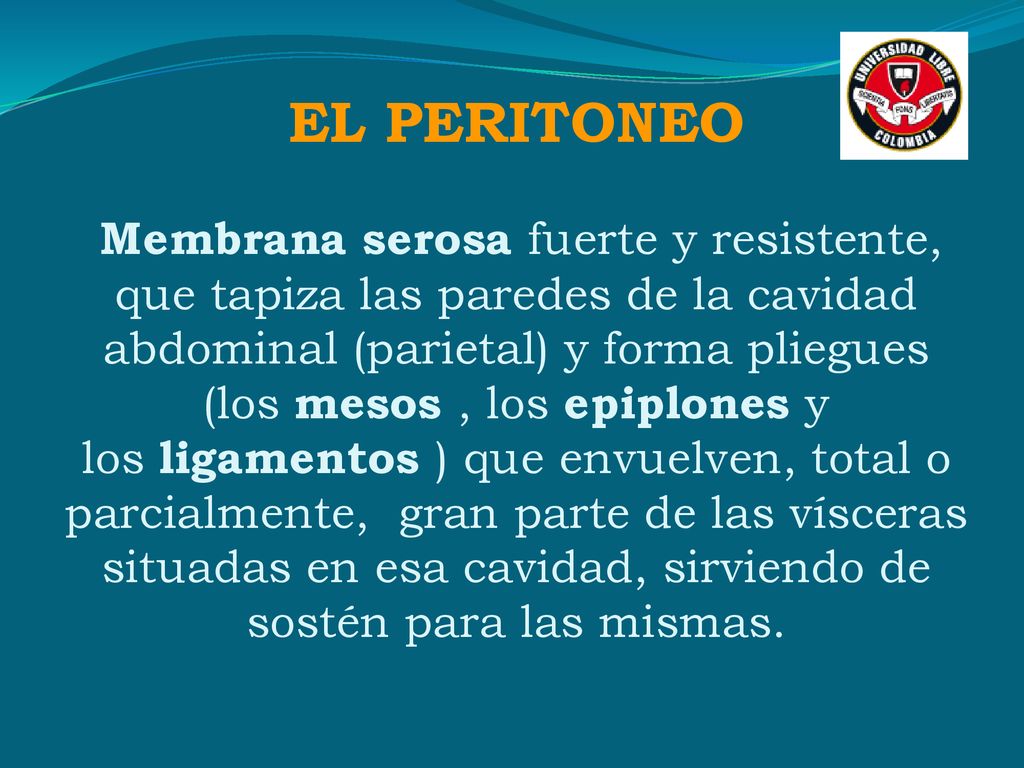 EL PERITONEO Membrana serosa fuerte y resistente, que tapiza las paredes de la cavidad abdominal (parietal) y forma pliegues (los mesos , los epiplones y los ligamentos ) que envuelven, total o parcialmente, gran parte de las vísceras situadas en esa cavidad, sirviendo de sostén para las mismas.