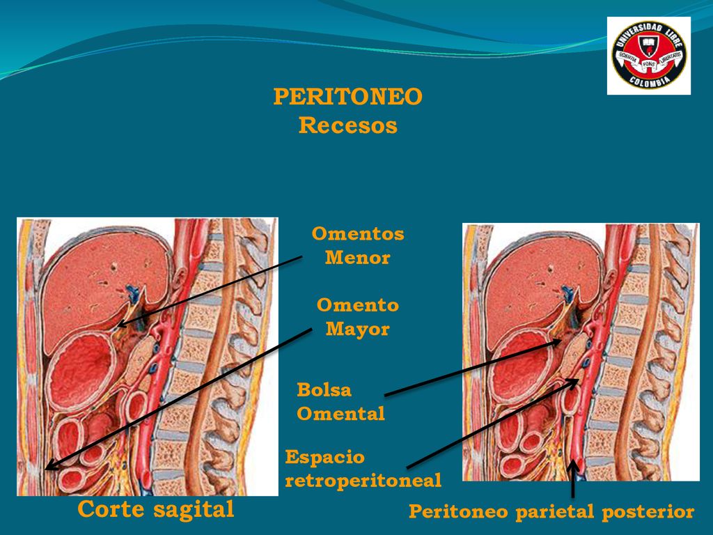 PERITONEO Recesos Corte sagital Omentos Menor Omento Mayor