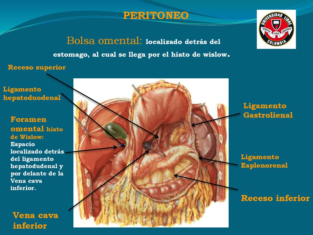 PERITONEO Bolsa omental: localizado detrás del estomago, al cual se llega por el hiato de wislow. Receso superior.