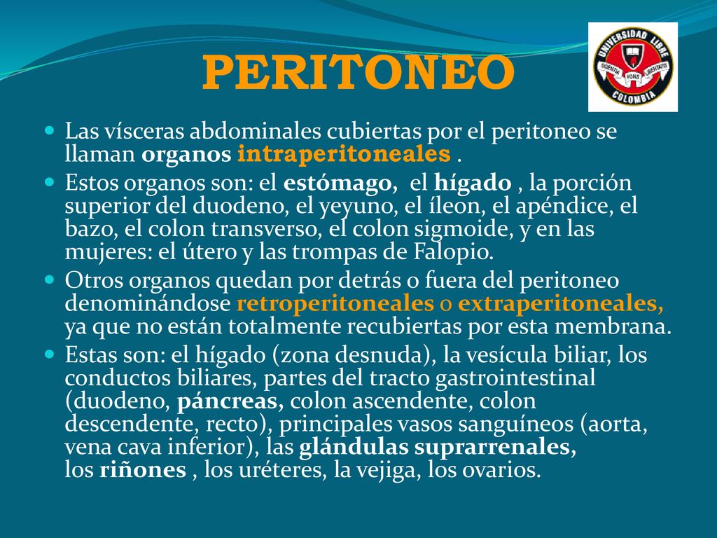 PERITONEO Las vísceras abdominales cubiertas por el peritoneo se llaman organos intraperitoneales .
