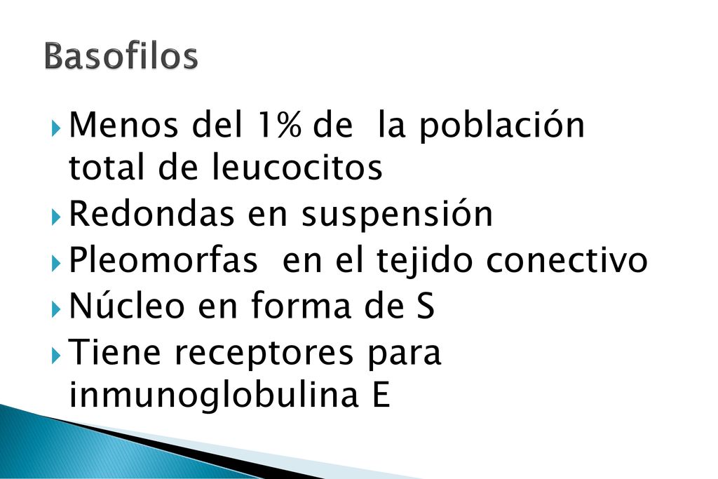 Basofilos Menos del 1% de la población total de leucocitos