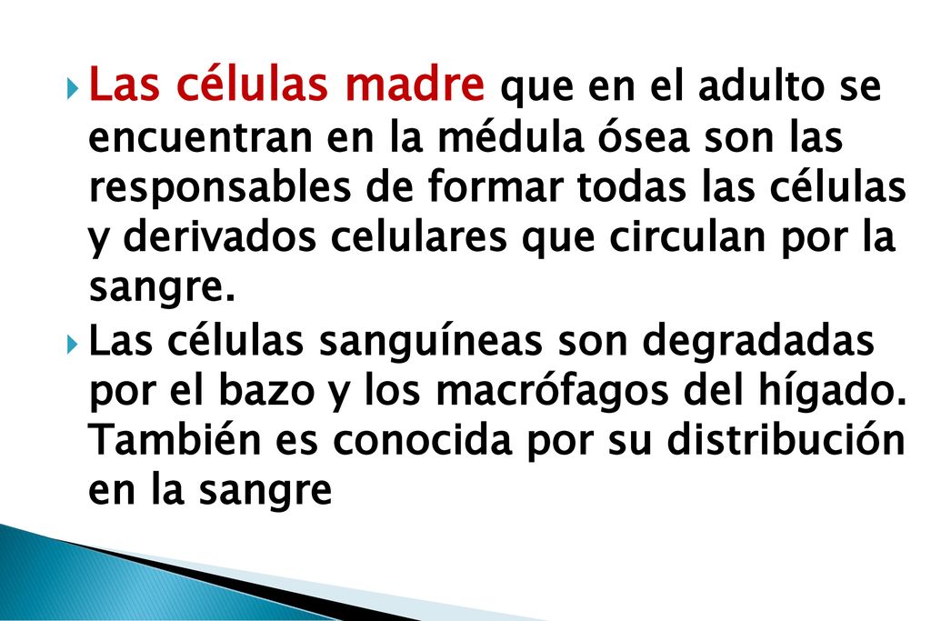 Las células madre que en el adulto se encuentran en la médula ósea son las responsables de formar todas las células y derivados celulares que circulan por la sangre.