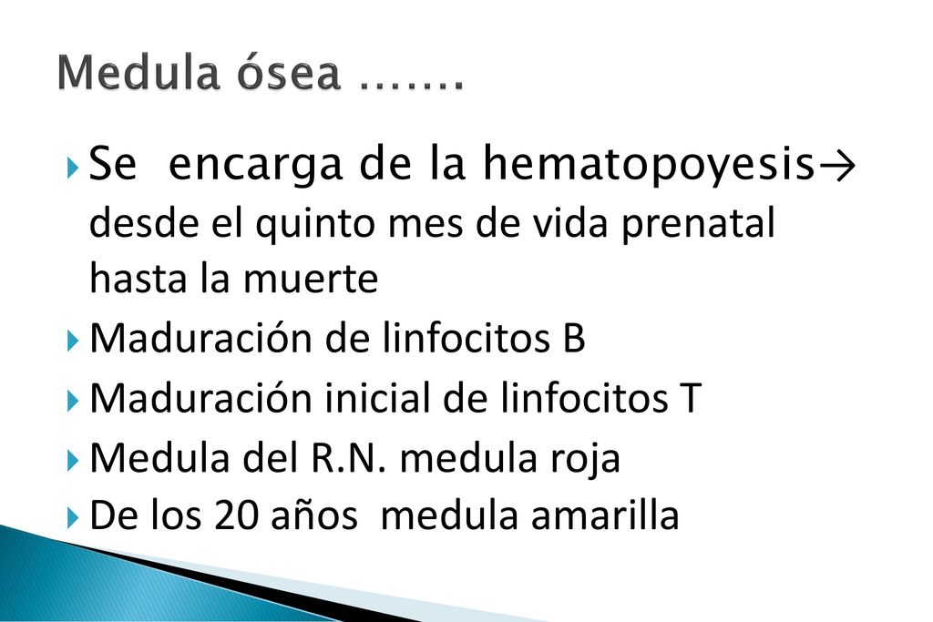 Medula ósea ……. Se encarga de la hematopoyesis→ desde el quinto mes de vida prenatal hasta la muerte.