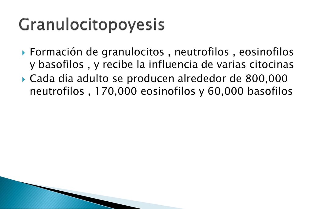 Granulocitopoyesis Formación de granulocitos , neutrofilos , eosinofilos y basofilos , y recibe la influencia de varias citocinas.