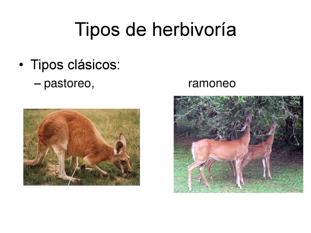 Tipos de herbivoría Tipos clásicos: pastoreo, ramoneo