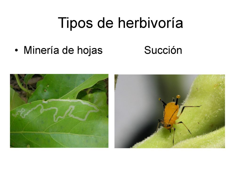 Tipos de herbivoría Minería de hojas Succión