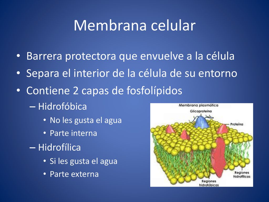 Membrana celular Barrera protectora que envuelve a la célula