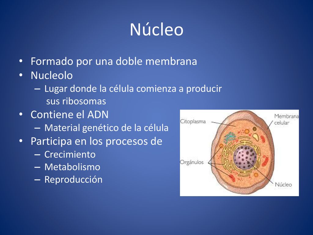Núcleo Formado por una doble membrana Nucleolo Contiene el ADN