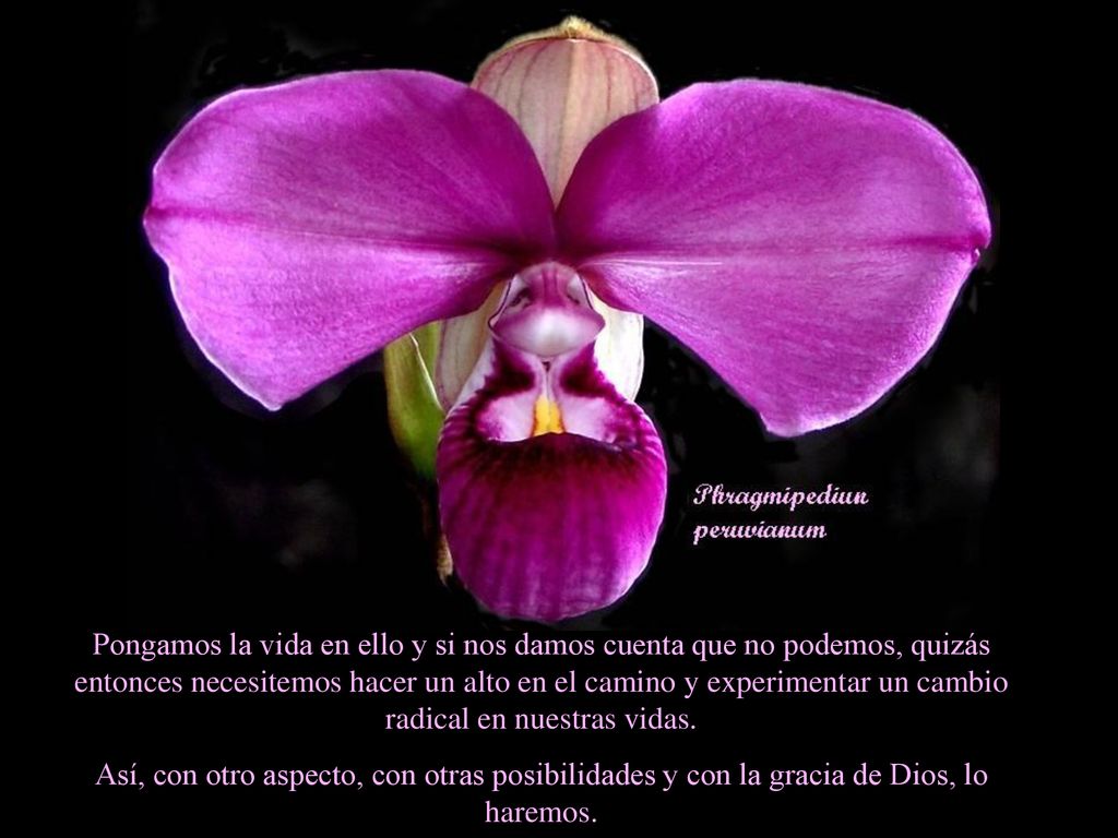 Pongamos la vida en ello y si nos damos cuenta que no podemos, quizás entonces necesitemos hacer un alto en el camino y experimentar un cambio radical en nuestras vidas.