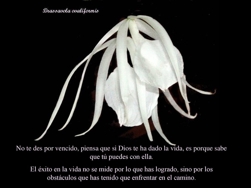No te des por vencido, piensa que si Dios te ha dado la vida, es porque sabe que tú puedes con ella.