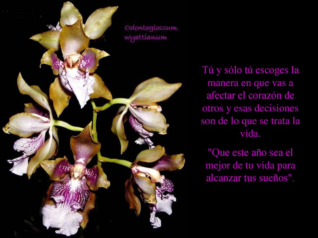Que este año sea el mejor de tu vida para alcanzar tus sueños .
