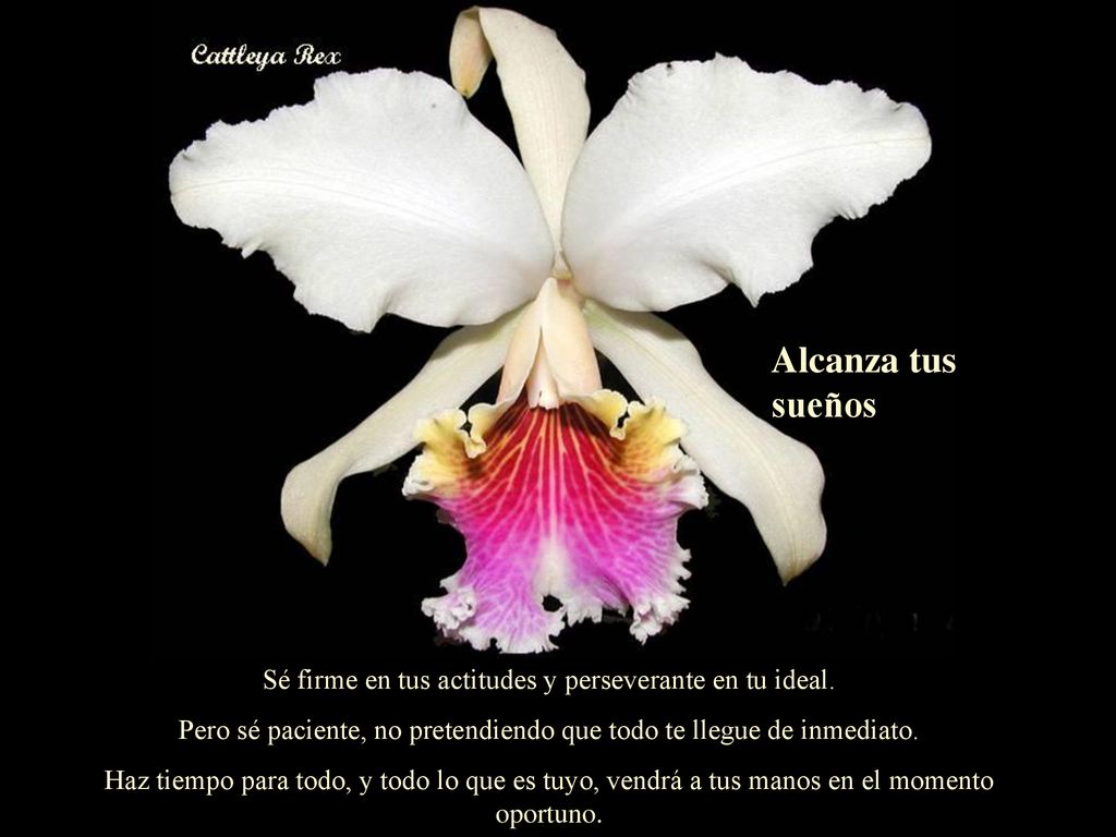 Alcanza tus sueños Sé firme en tus actitudes y perseverante en tu ideal. Pero sé paciente, no pretendiendo que todo te llegue de inmediato.