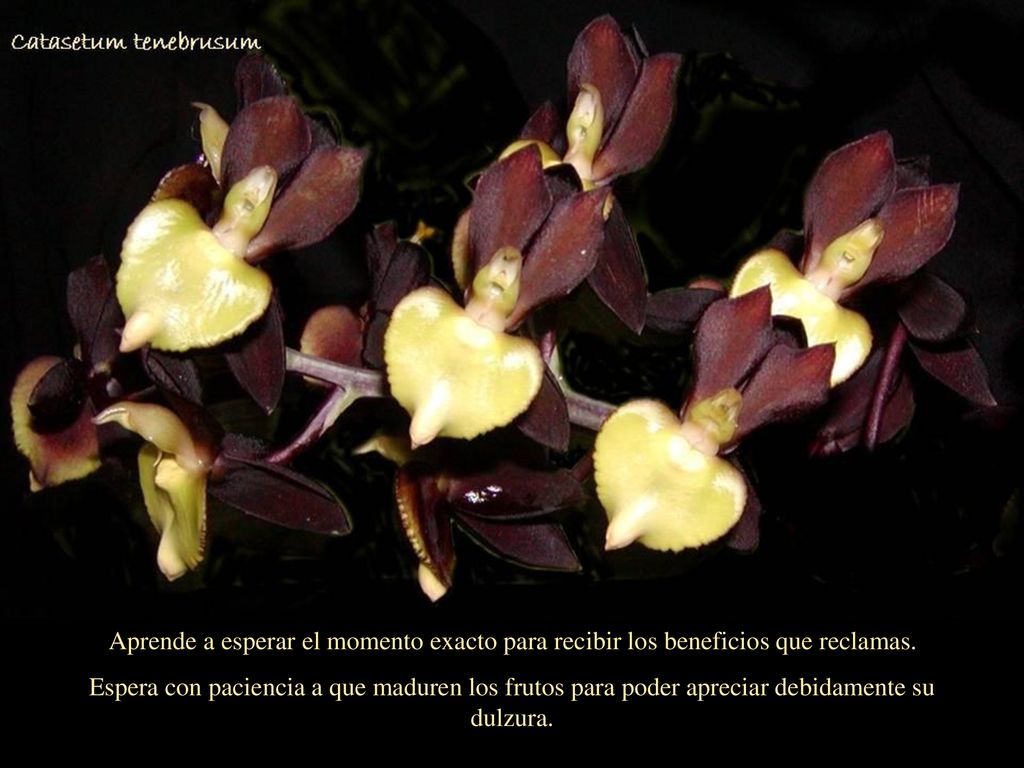 Aprende a esperar el momento exacto para recibir los beneficios que reclamas.