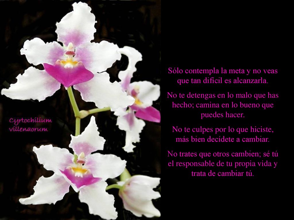 Sólo contempla la meta y no veas que tan difícil es alcanzarla.