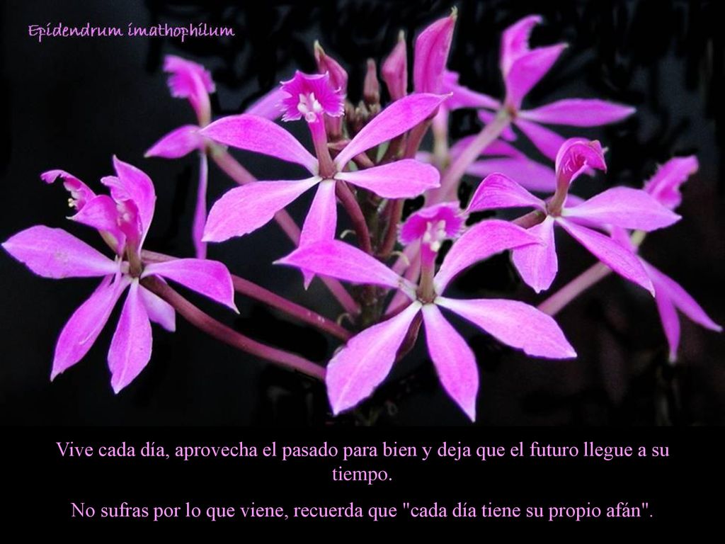 Vive cada día, aprovecha el pasado para bien y deja que el futuro llegue a su tiempo.