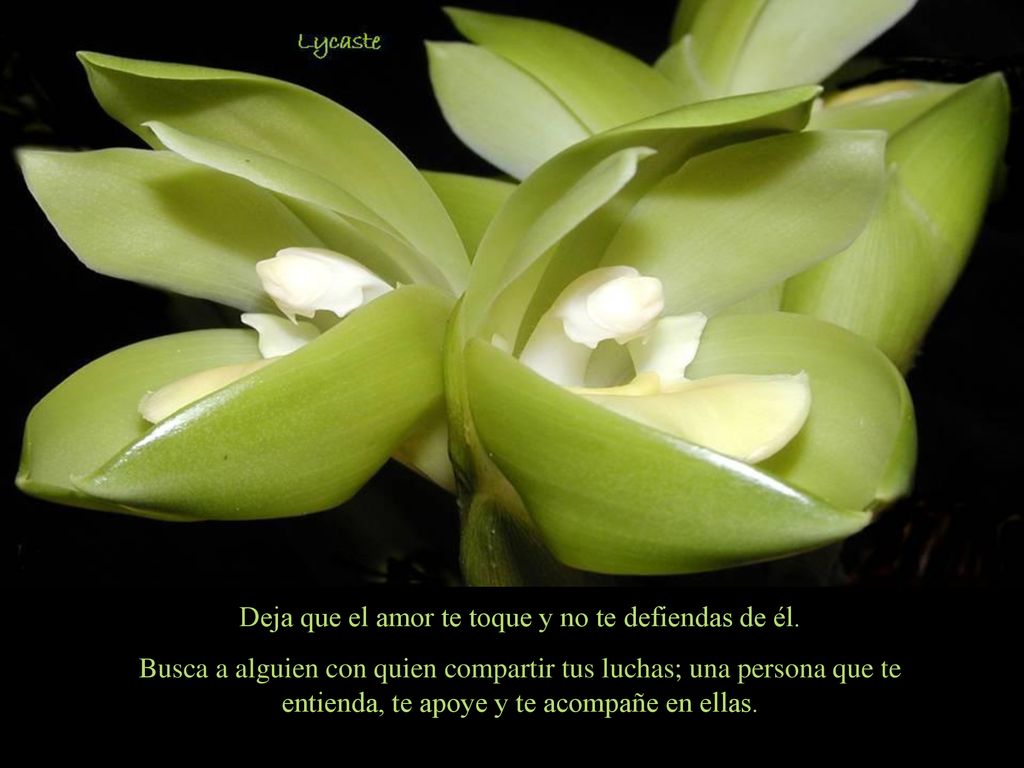 Deja que el amor te toque y no te defiendas de él.