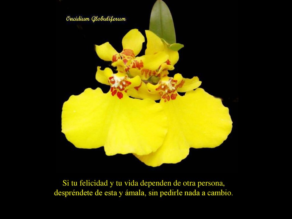 Si tu felicidad y tu vida dependen de otra persona, despréndete de esta y ámala, sin pedirle nada a cambio.