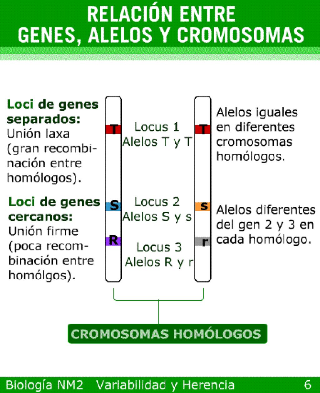 Aclarar que loci es el plural de locus, y es el lugar que ocupan los genes dentro del cromosoma.