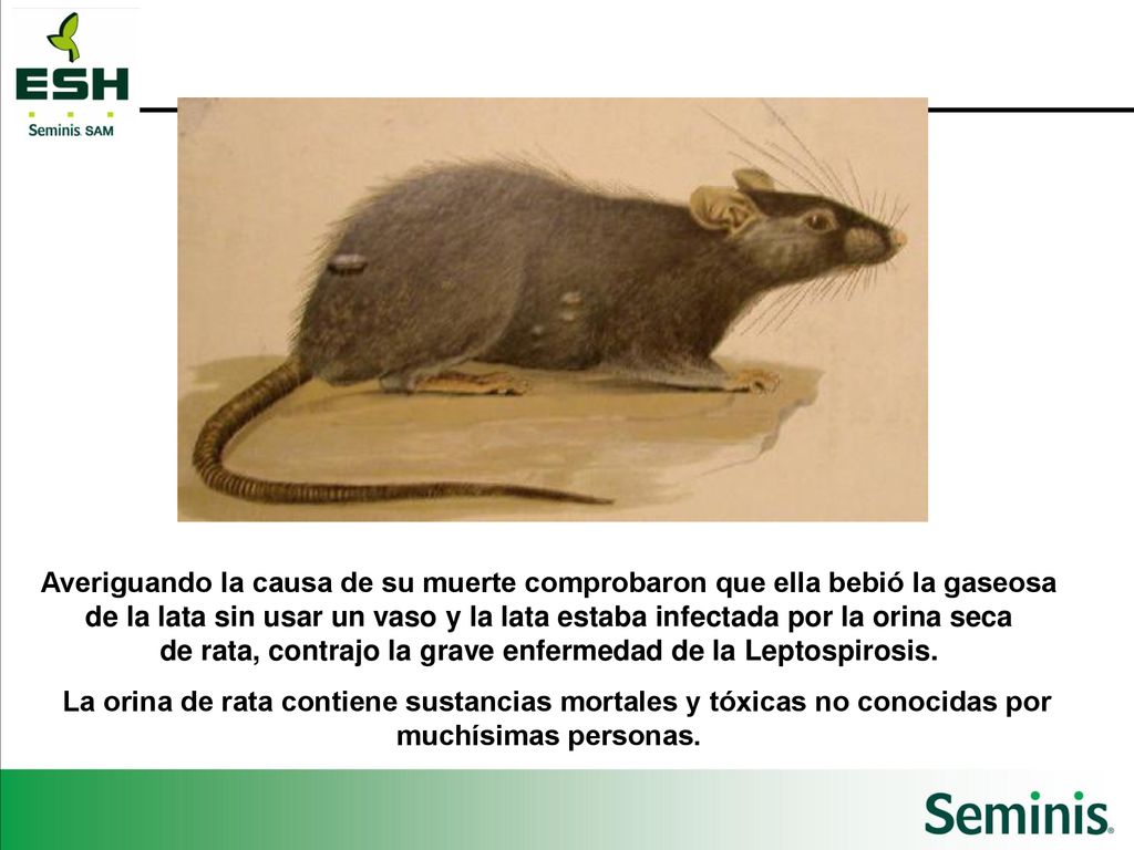 Averiguando la causa de su muerte comprobaron que ella bebió la gaseosa de la lata sin usar un vaso y la lata estaba infectada por la orina seca de rata, contrajo la grave enfermedad de la Leptospirosis.