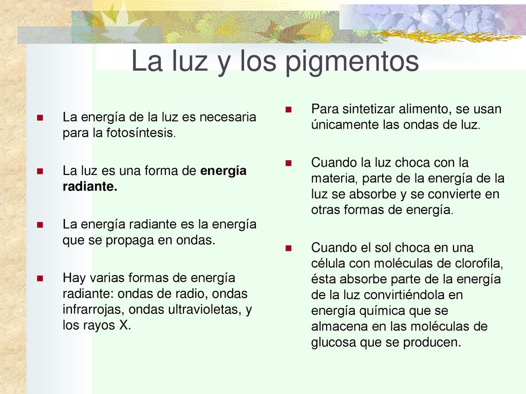 La luz y los pigmentos Para sintetizar alimento, se usan únicamente las ondas de luz.