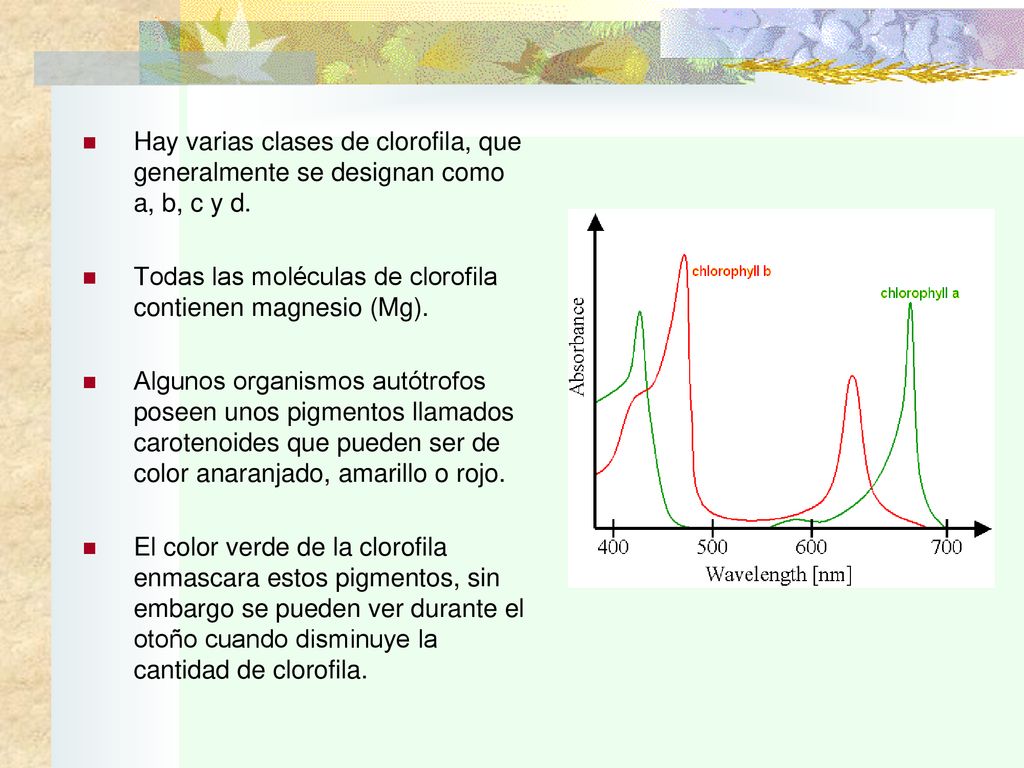 Hay varias clases de clorofila, que generalmente se designan como a, b, c y d.