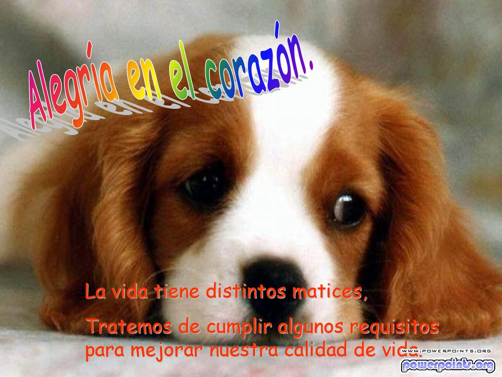 Alegría en el corazón. La vida tiene distintos matices,