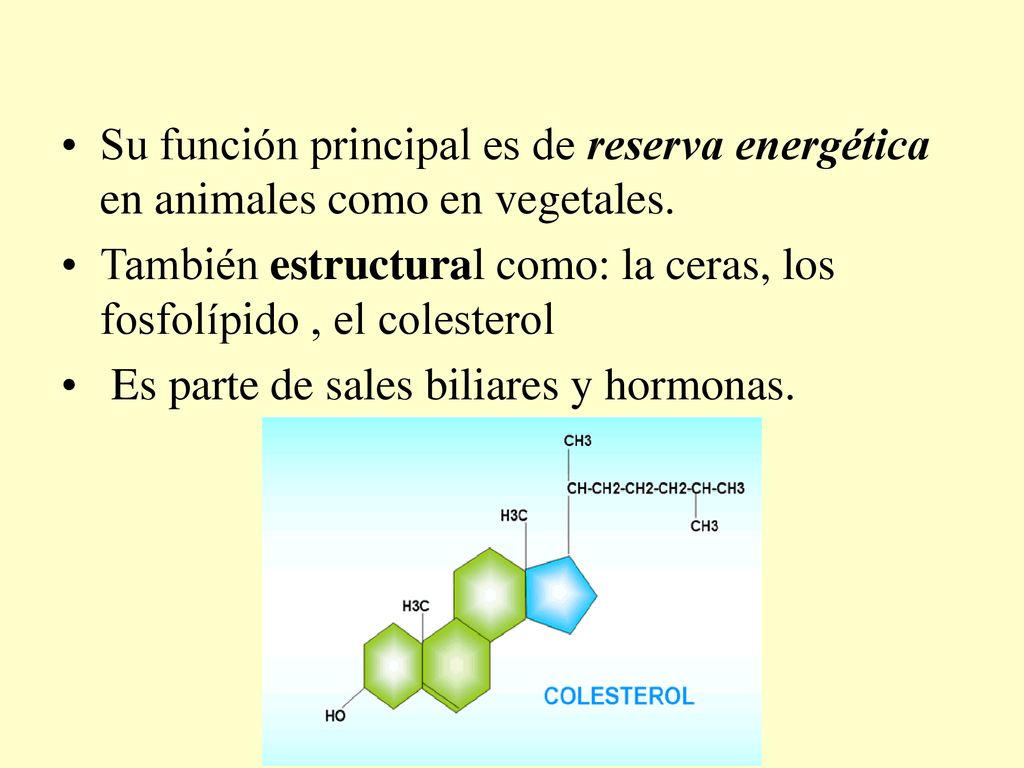 Su función principal es de reserva energética en animales como en vegetales.