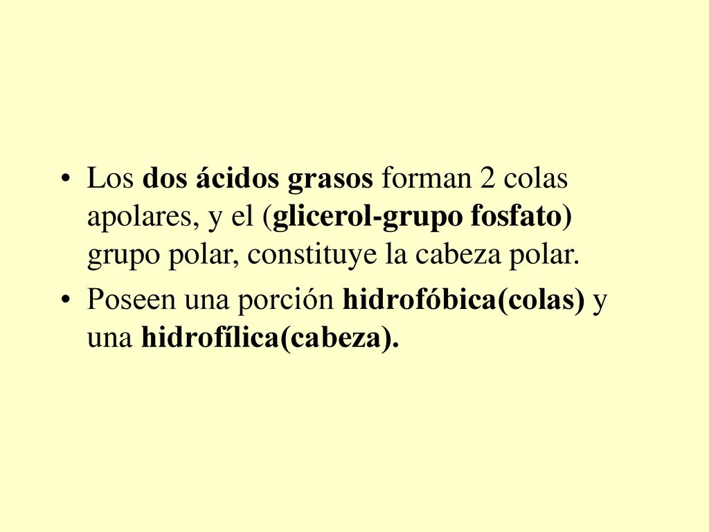 Los dos ácidos grasos forman 2 colas apolares, y el (glicerol-grupo fosfato) grupo polar, constituye la cabeza polar.