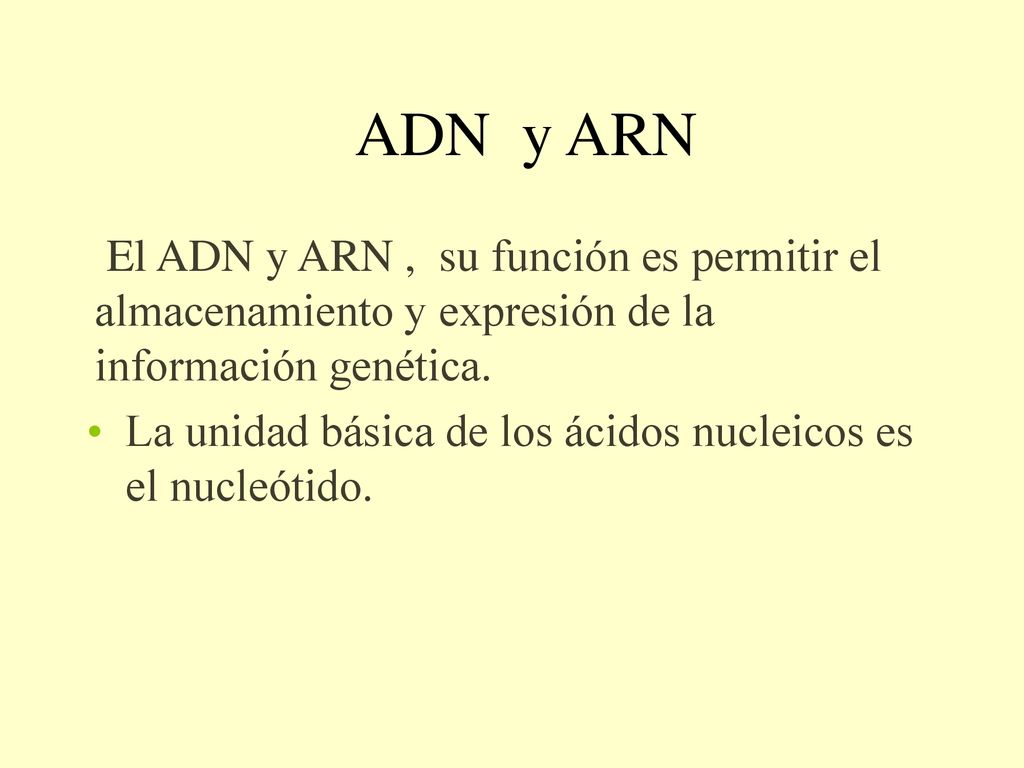 ADN y ARN El ADN y ARN , su función es permitir el almacenamiento y expresión de la información genética.