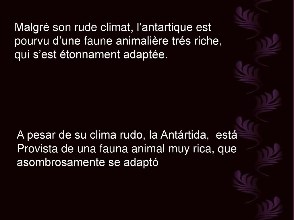 Malgré son rude climat, l’antartique est pourvu d’une faune animalière trés riche, qui s’est étonnament adaptée.
