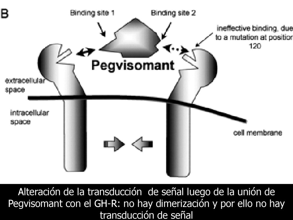 Alteración de la transducción de señal luego de la unión de