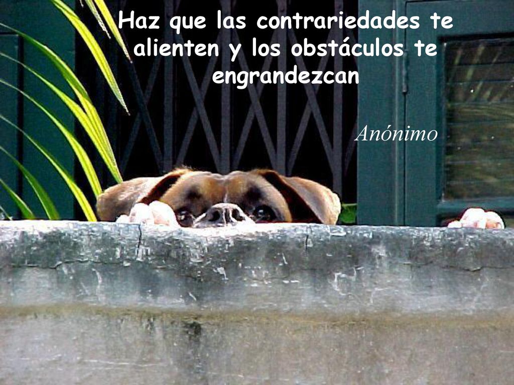 Haz que las contrariedades te alienten y los obstáculos te engrandezcan