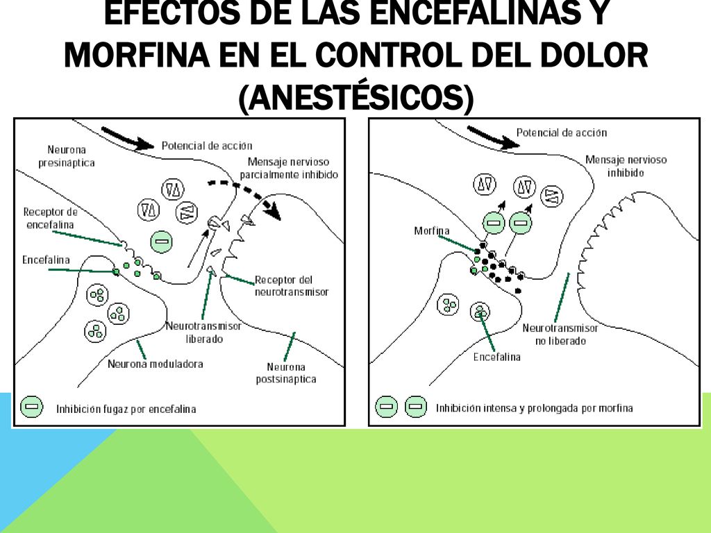 Efectos de las encefalinas y morfina en el control del dolor (anestésicos)