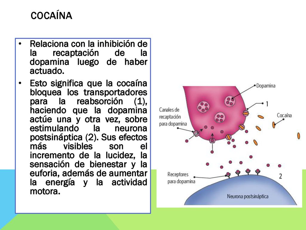 Cocaína Relaciona con la inhibición de la recaptación de la dopamina luego de haber actuado.